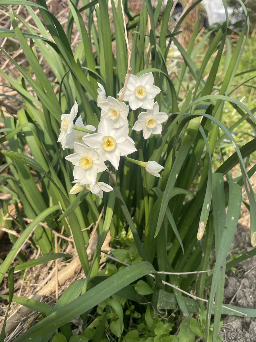 ひろ✨🕊️ tweet media