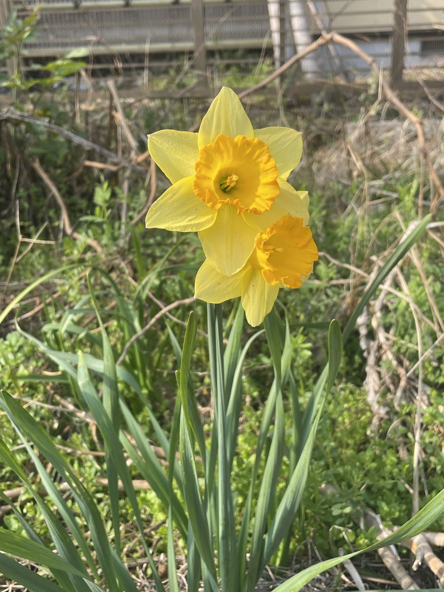 ひろ✨🕊️ tweet media