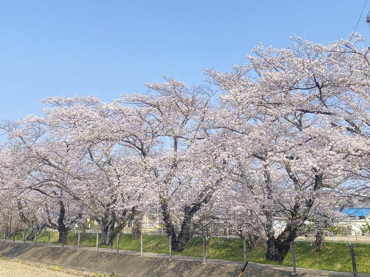 やっさん tweet media