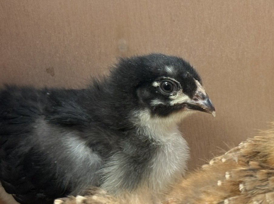 Jason 🇺🇸 tweet media