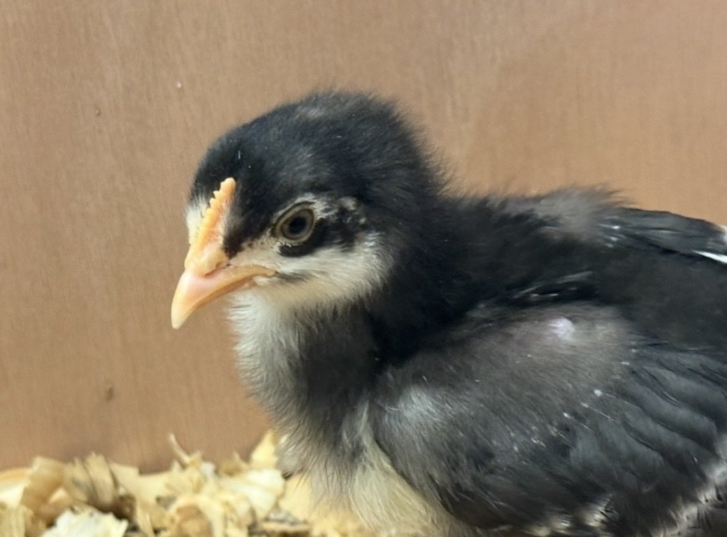 Jason 🇺🇸 tweet media