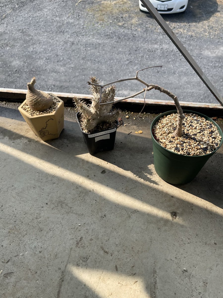 寿ん壱 tweet media