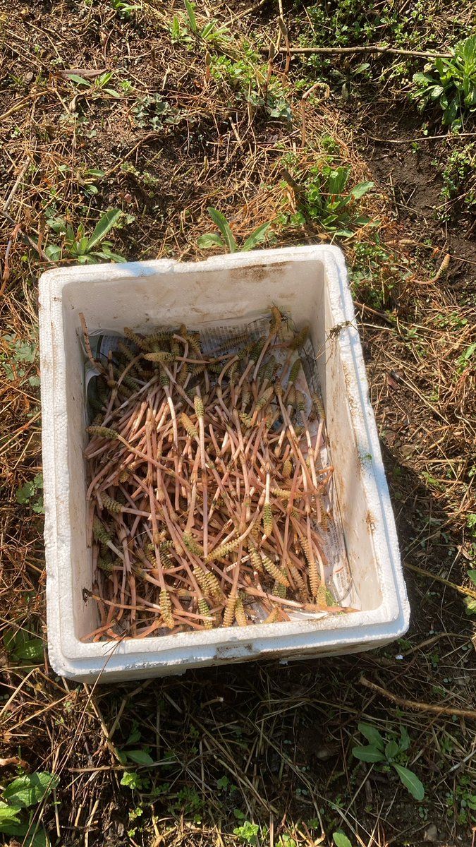 んまんま@車なし古民家田舎暮らし tweet media