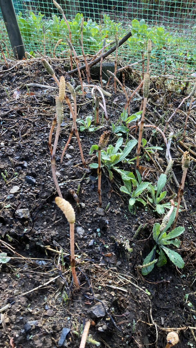 んまんま@車なし古民家田舎暮らし tweet media