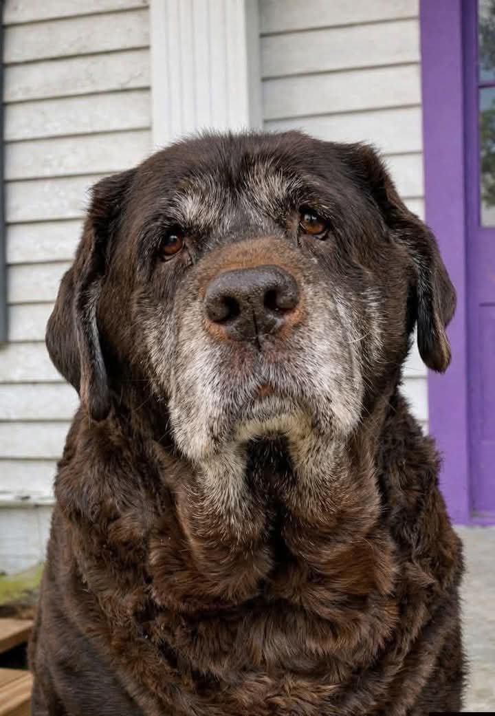 Popularpuppies © tweet media