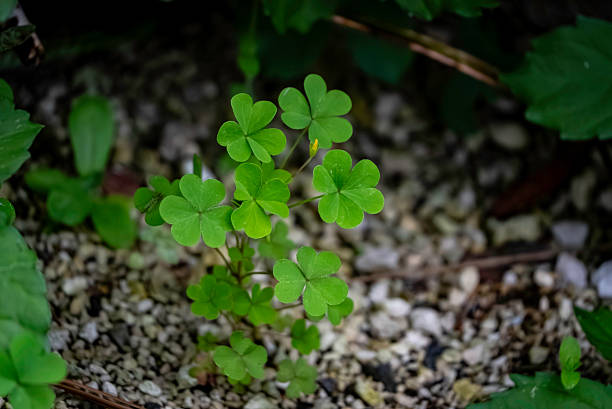 。:* 言の葉🍀 message *:・ tweet media