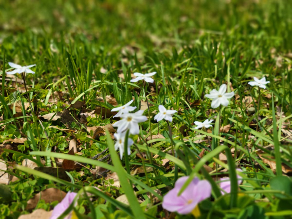 チーコ迷夢🐌何時もありがと🍀 tweet media