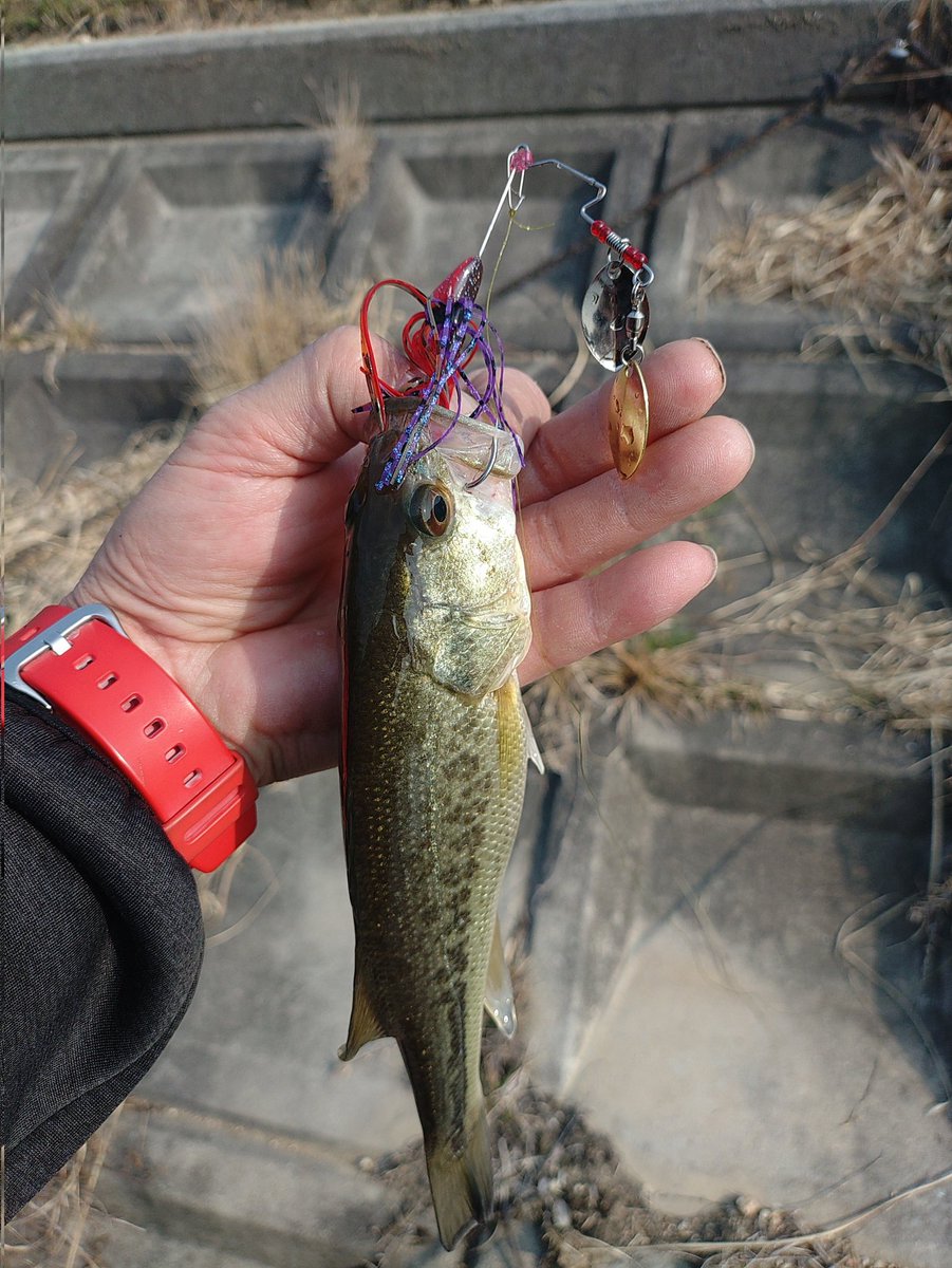 風恋愛 tweet media