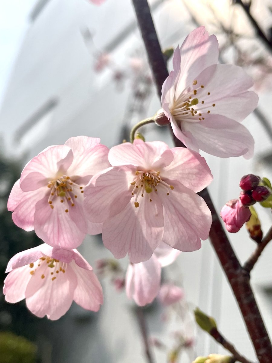 みぃ🐣 tweet media