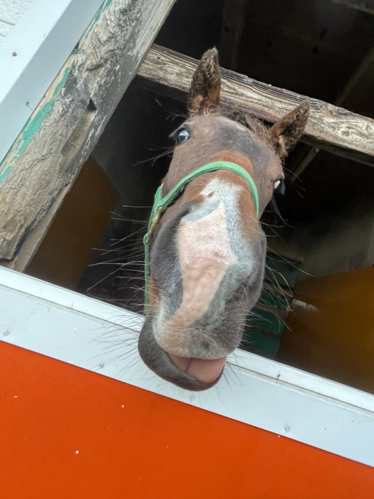 富菜牧場 tweet media