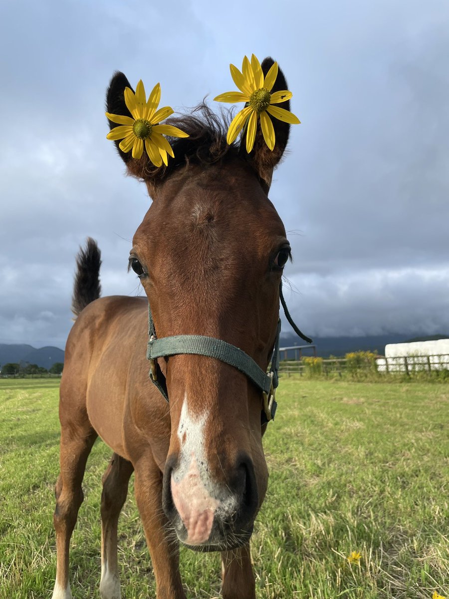 富菜牧場 tweet media