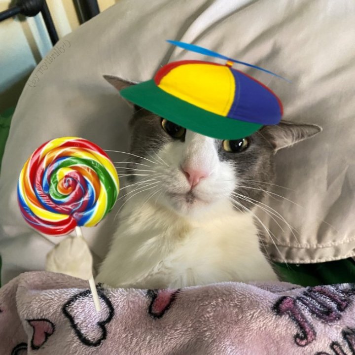 soggy cat tweet media