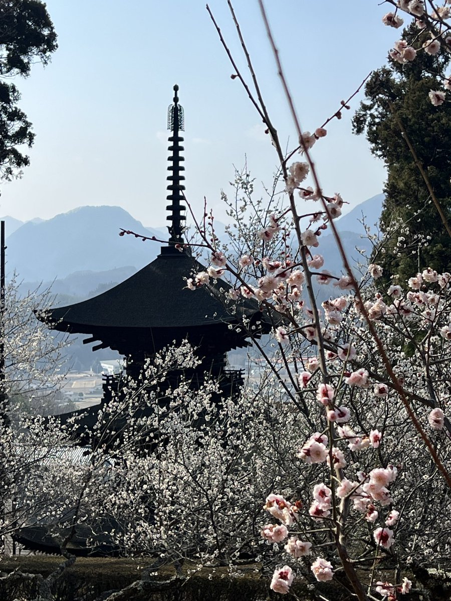 #三重塔 前の　#枝垂れ桜 の開花が始まりました。

#梅 の花は一番の見ごろとなっております。

春が一気に訪れております。

#大法寺　#青木村