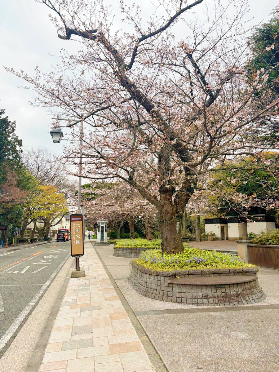 菊地理恵｜Violin 🎻 tweet media