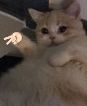 Рута 🇺🇦🏳️‍🌈🏳️‍⚧️ tweet media