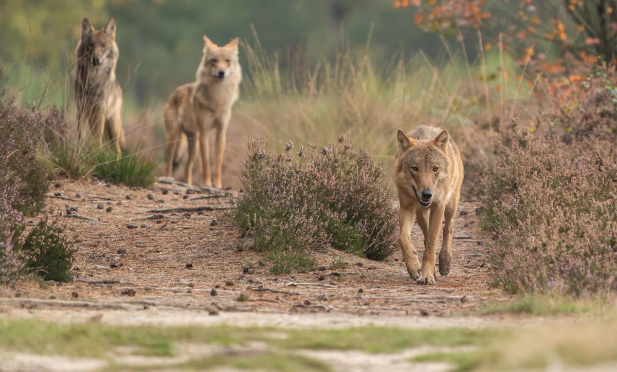 Wolven in Utrecht tweet media