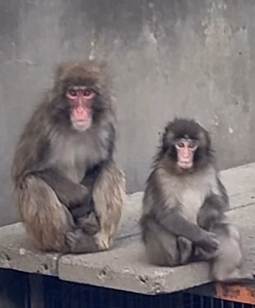 パンチくんとオランママ tweet media