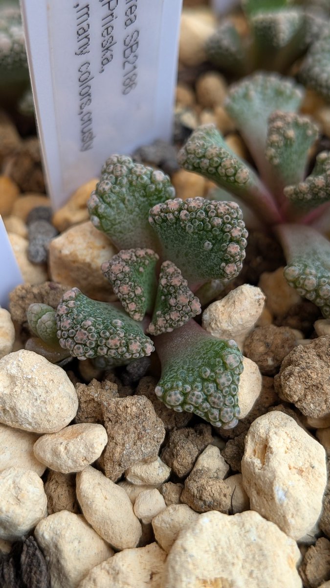 lovesemps tweet media