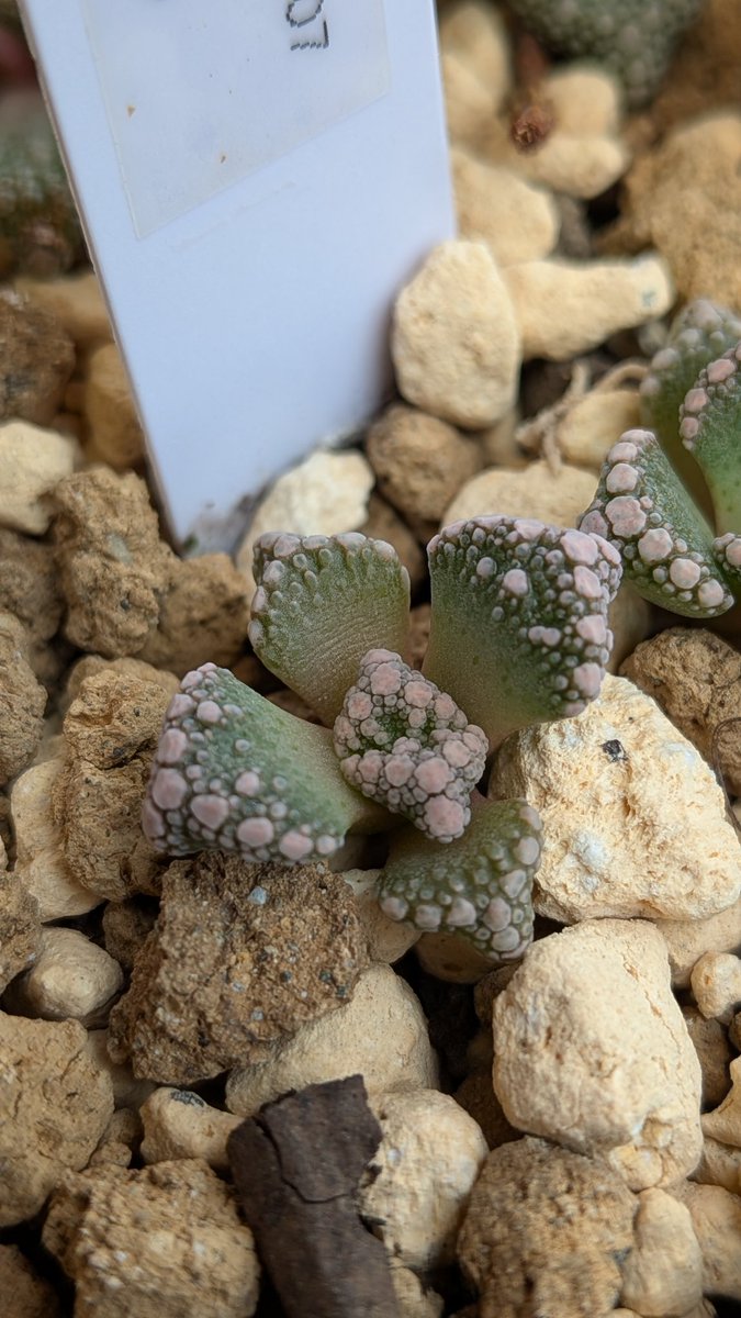 lovesemps tweet media