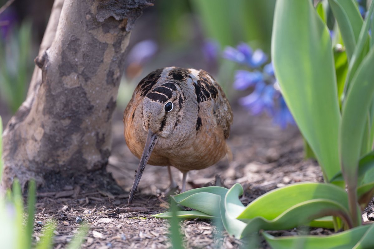 500 Birds tweet media