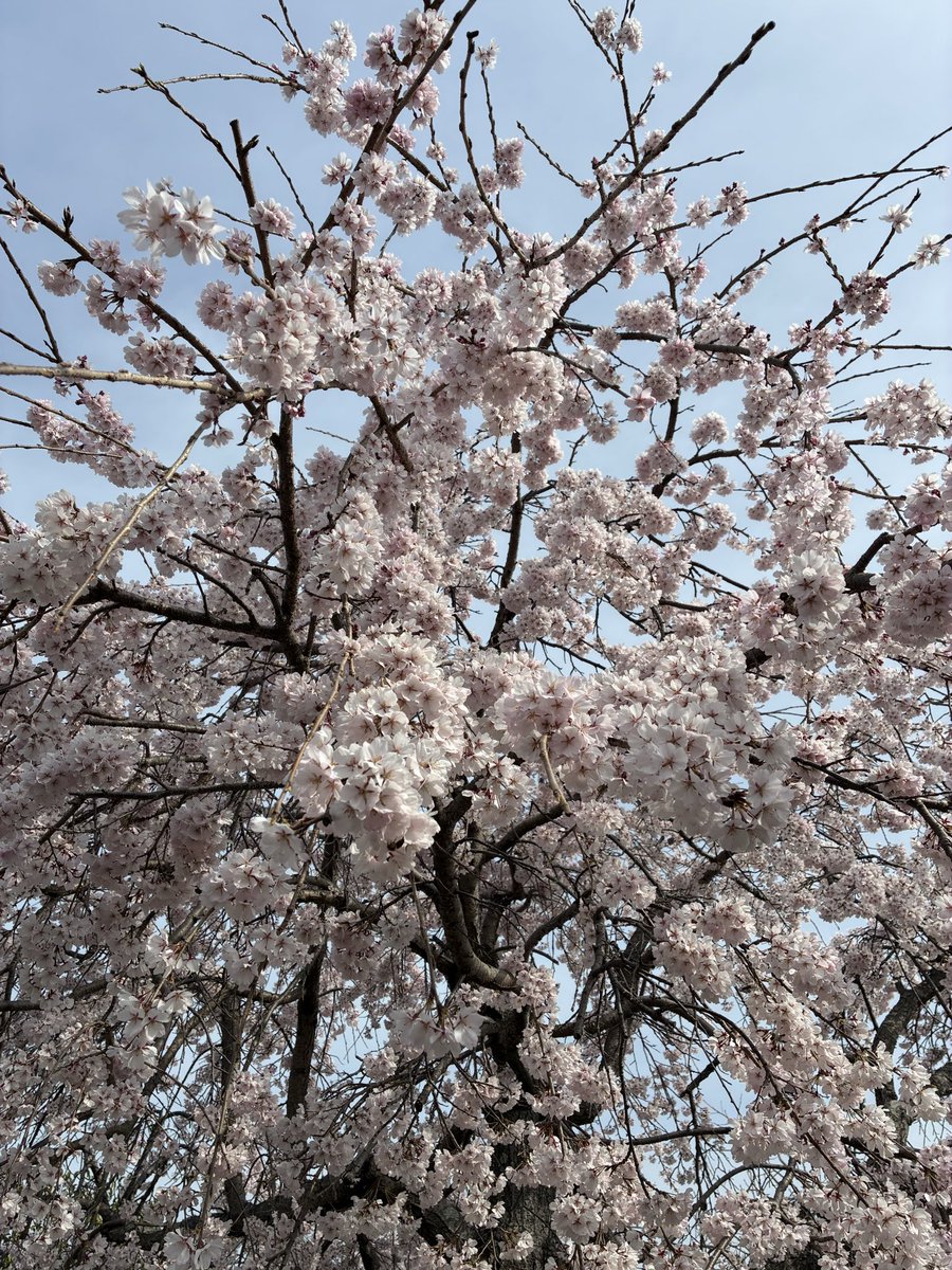 ptmicchikun tweet media