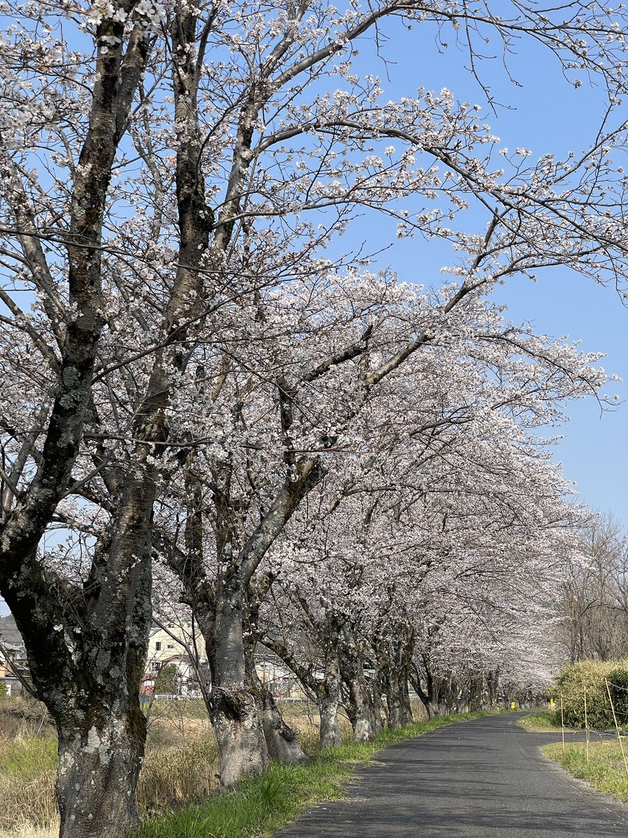 coffeesakura's tweet photo. 29日、コーヒーサクラの近くの桜並木 https://t.co/NT67XW44je