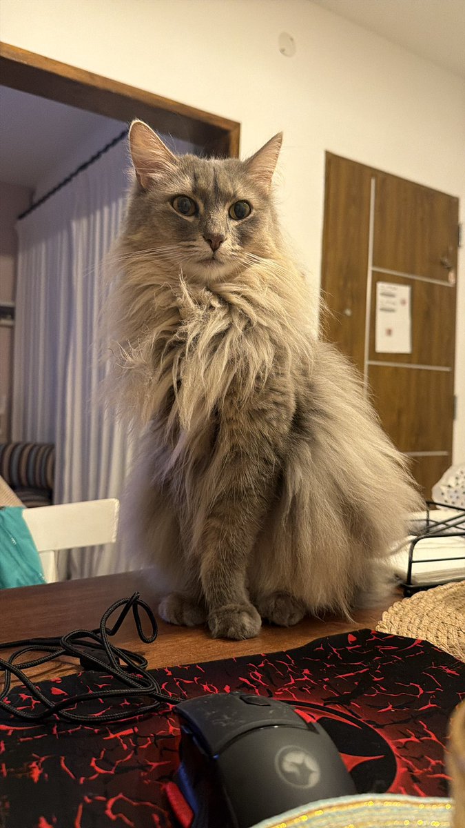 Luli Lacerna tweet media