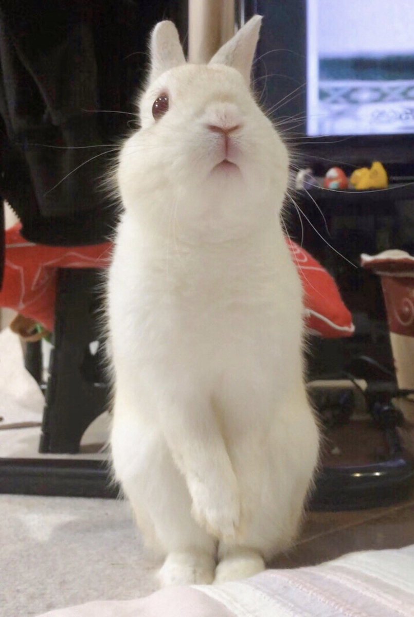 千代屋 tweet media