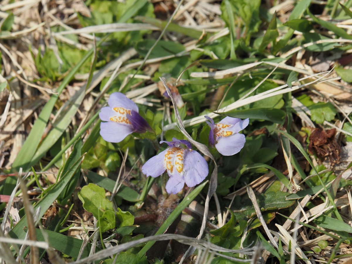神奈川県立秦野ビジターセンター tweet media