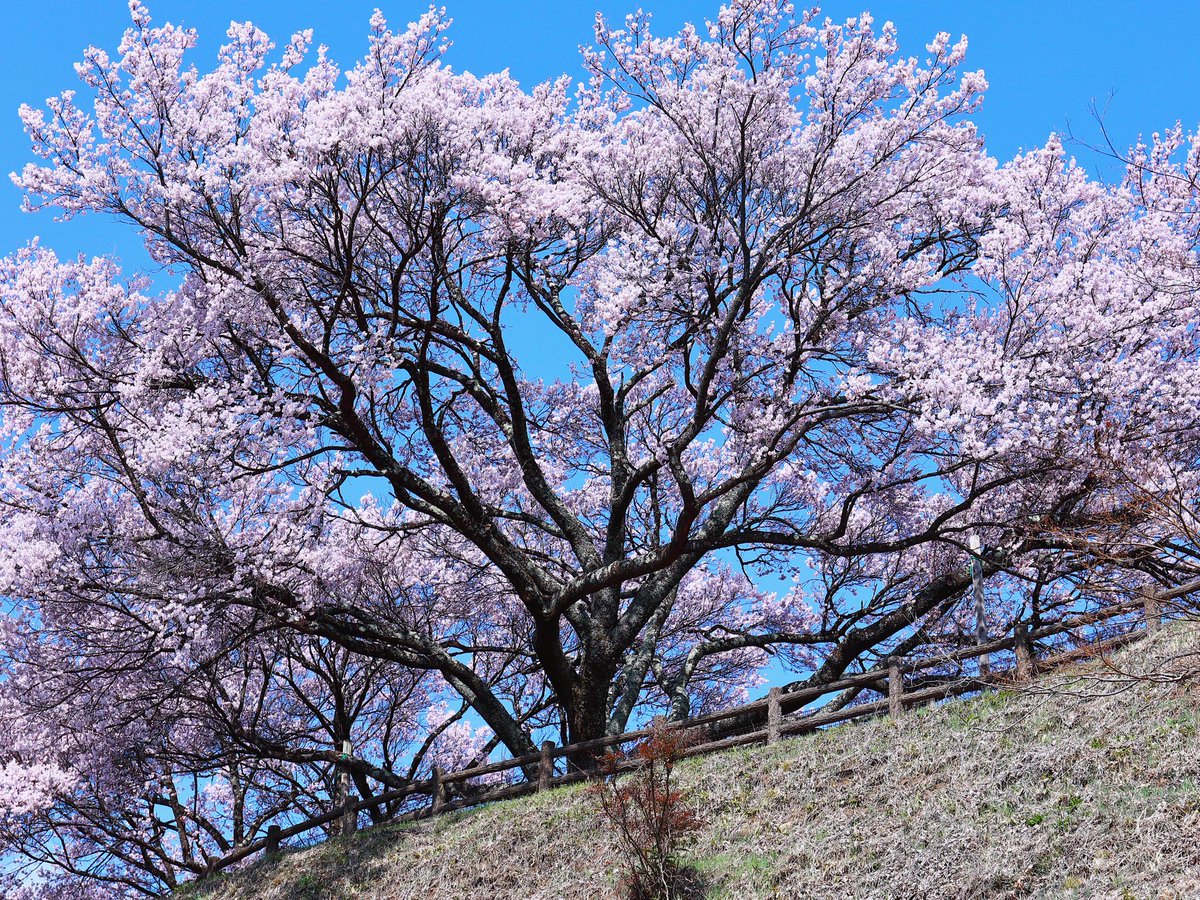 LibraGreen12's tweet photo. 大草城址公園
Date : 2026. 3.28
Gear : Canon EOS 5D Mark Ⅳ
Lens : EF 24-70mm F4L IS USMi
White Balance 4400k
Picture Style EMERALD
#サクラ
#桜
#中川村
#長野県
#写真 https://t.co/4SngcGHSu1