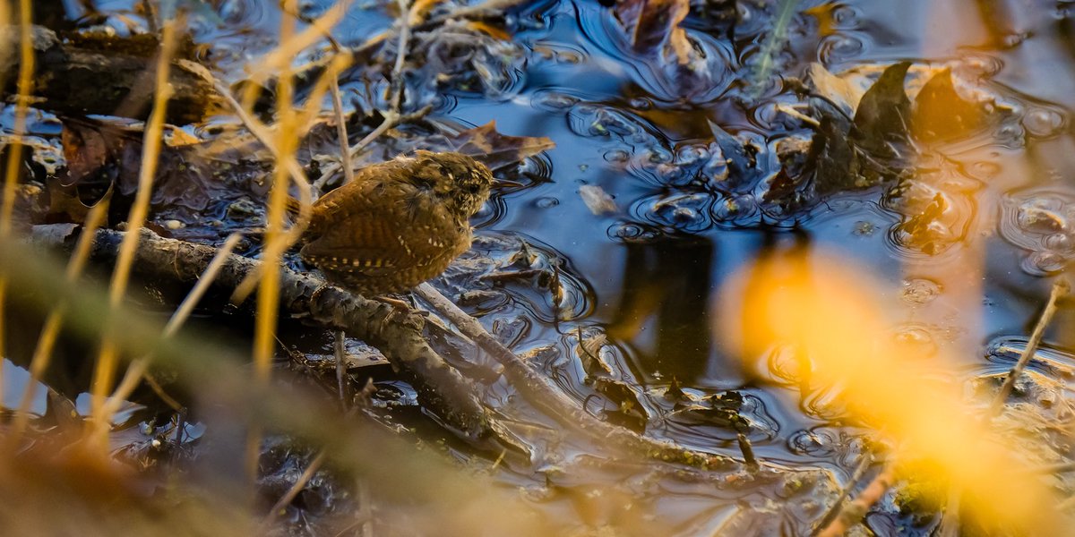 birds101 tweet media