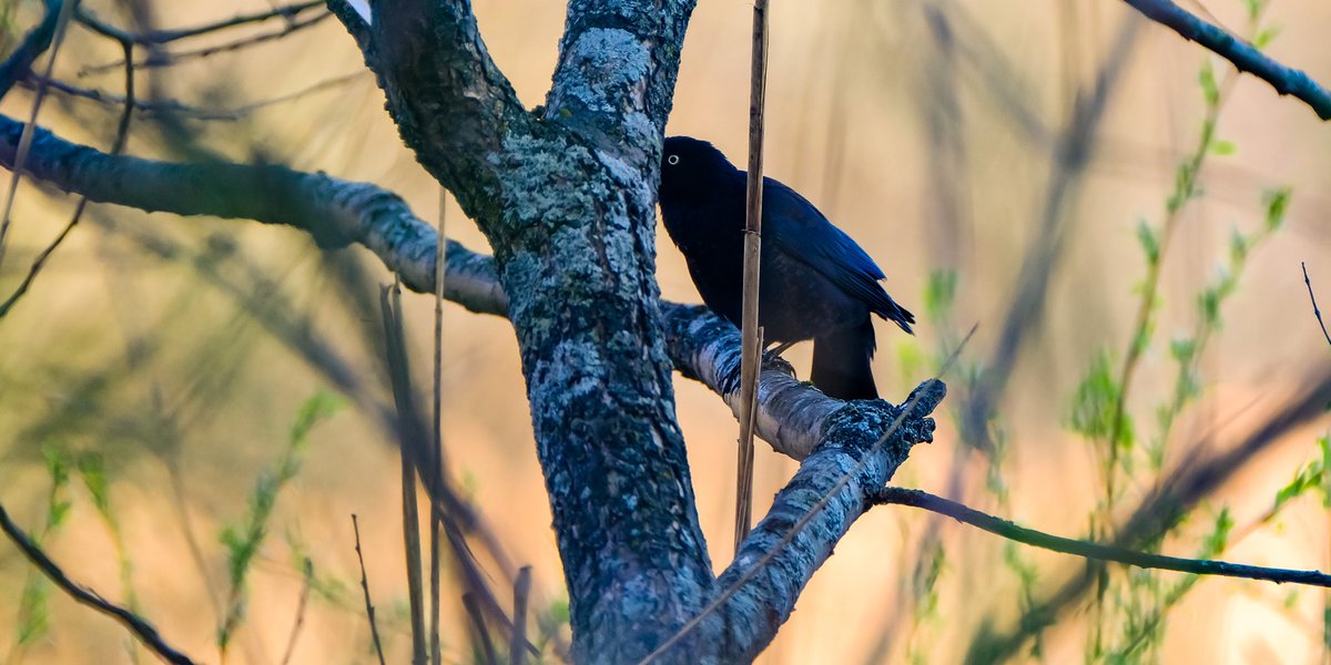 birds101 tweet media