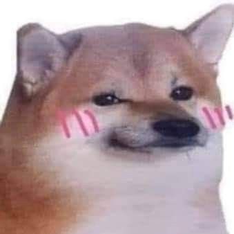 Puppy Azule 🐾 tweet media