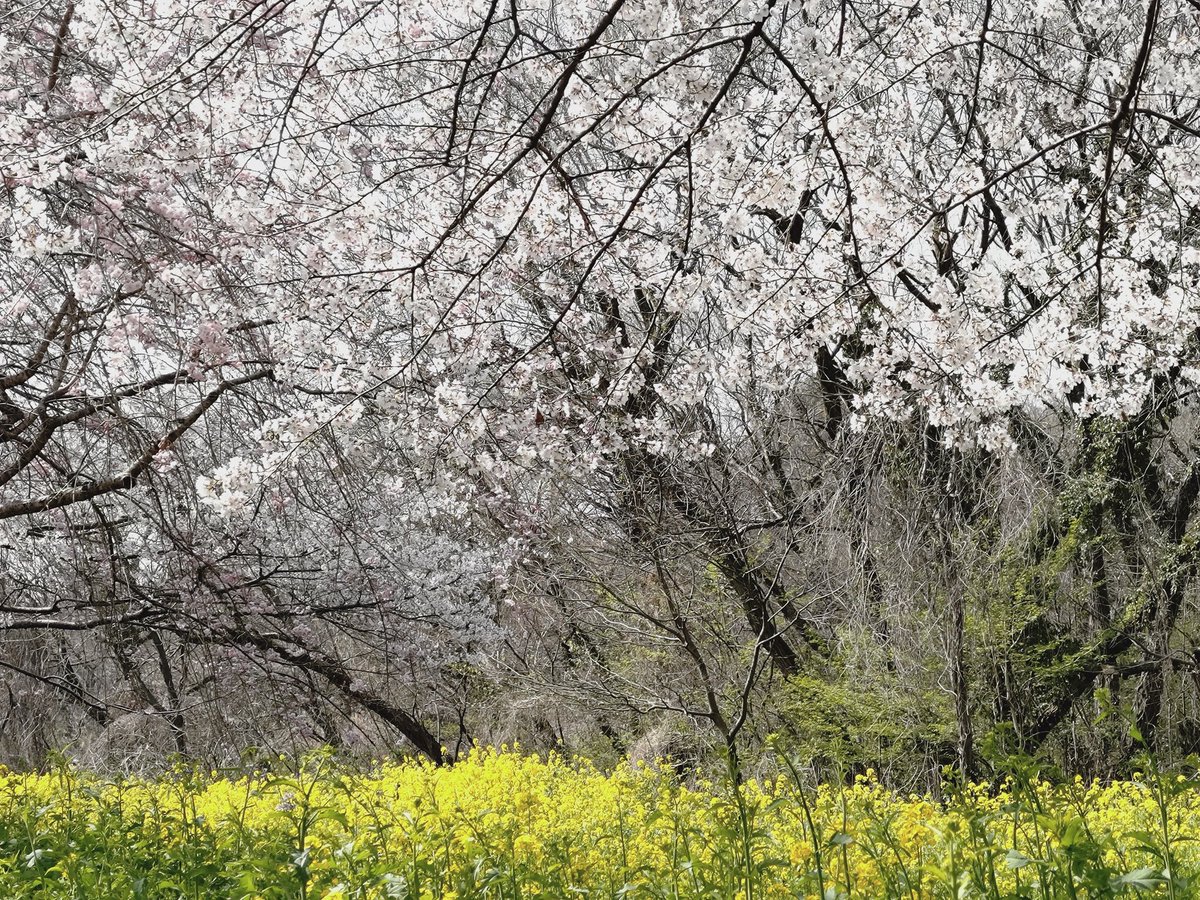 よこち tweet media