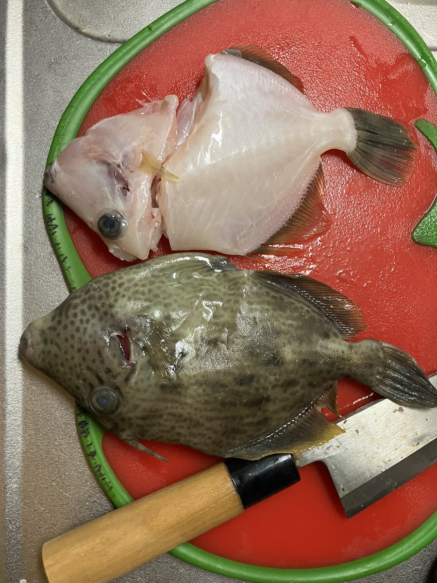taka_5602's tweet photo. 遅くなったが一週間前のカワハギ船。20センチ前半2と撃沈、、船頭の息子は19枚で竿頭。何が違うのか、、
#松っちゃん丸　#由良 https://t.co/q6Za3Vgwcm