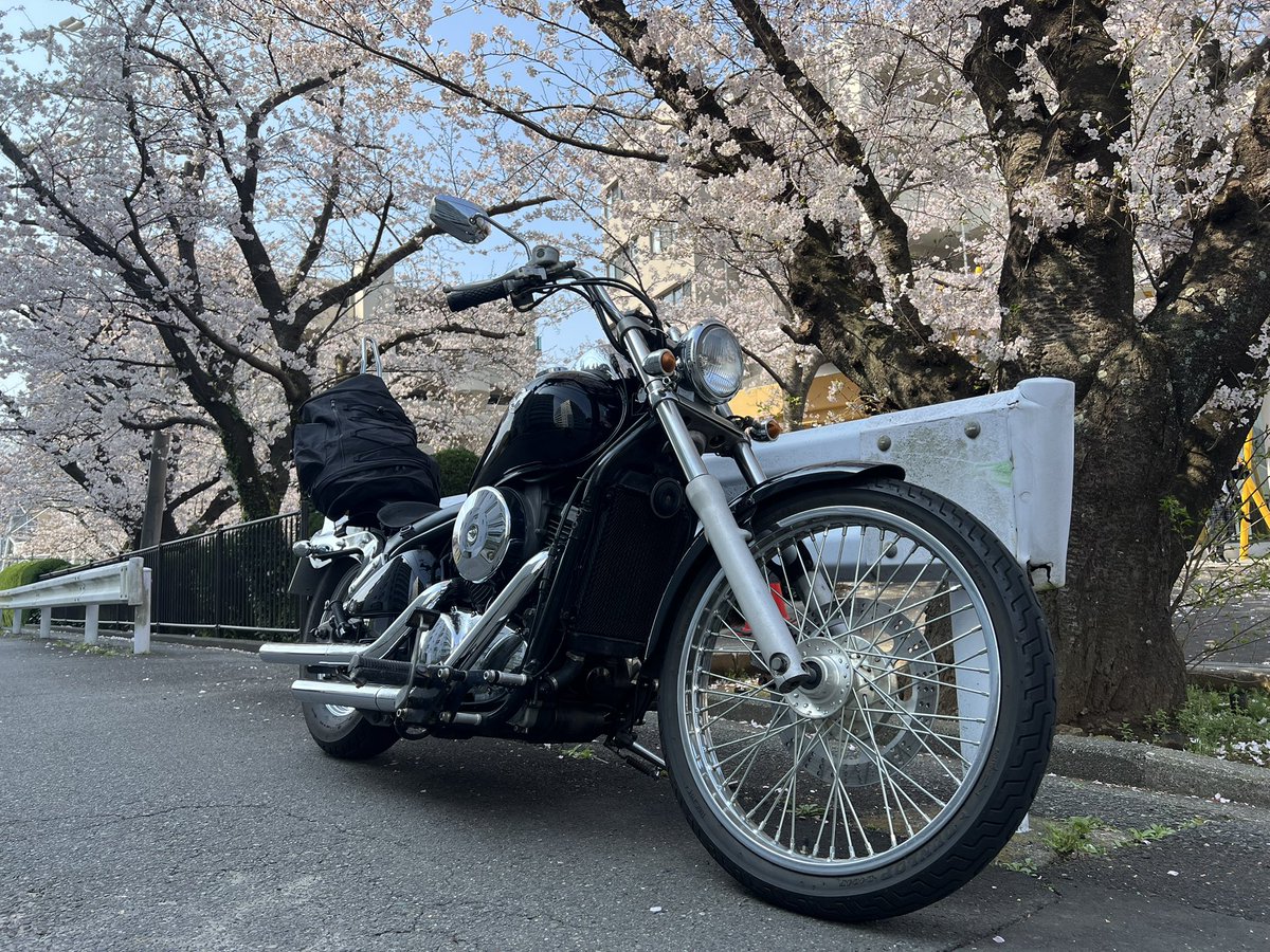 やっぱ桜はいいね！
綺麗だけど派手過ぎない感じが良いと思う。

でも人生で後何回見れるのだろうか、そう思うと少し寂しくもある