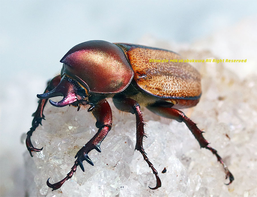 アルティメットミカカブクワ tweet media