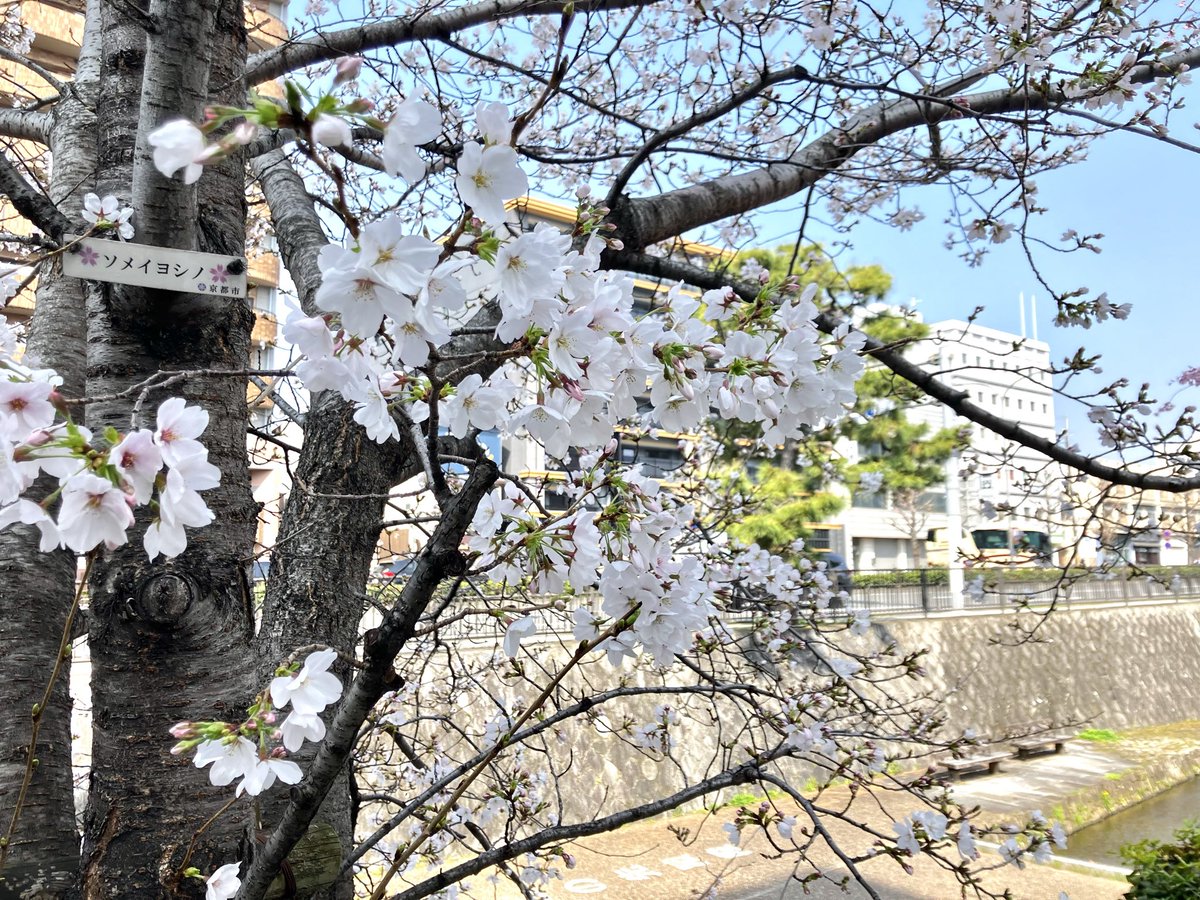 SHOPpeaberry tweet media