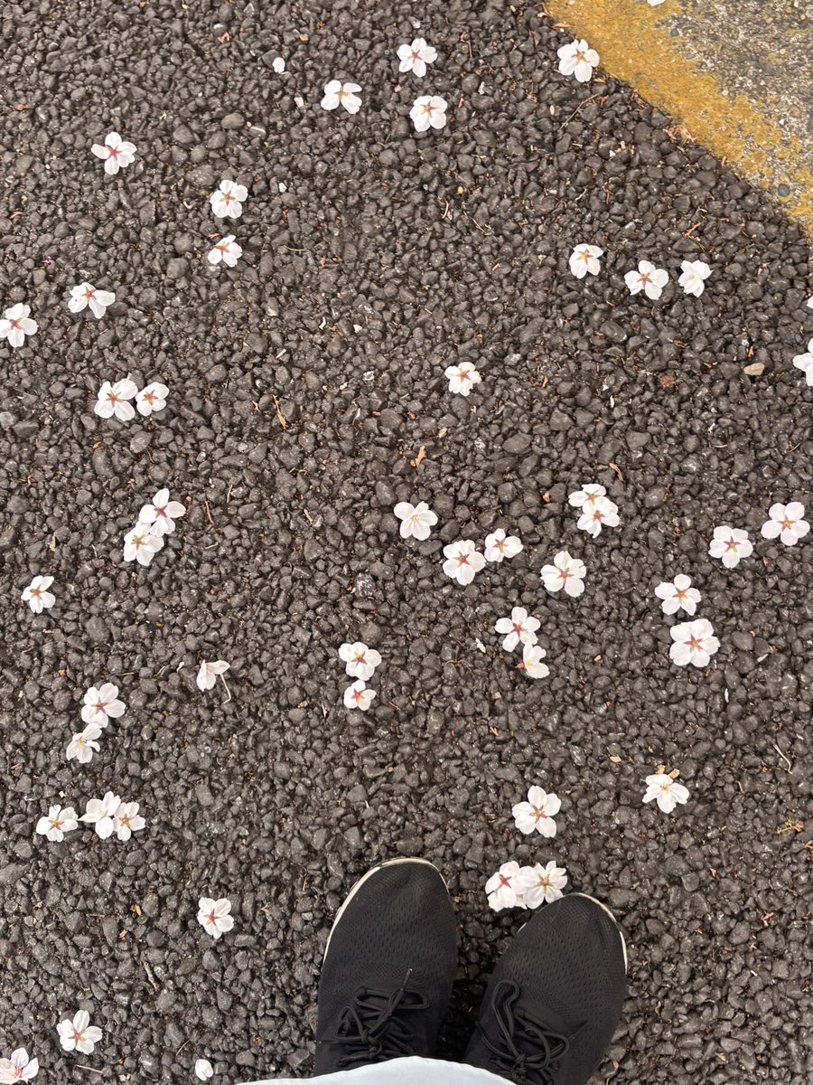 もりぽむ tweet media