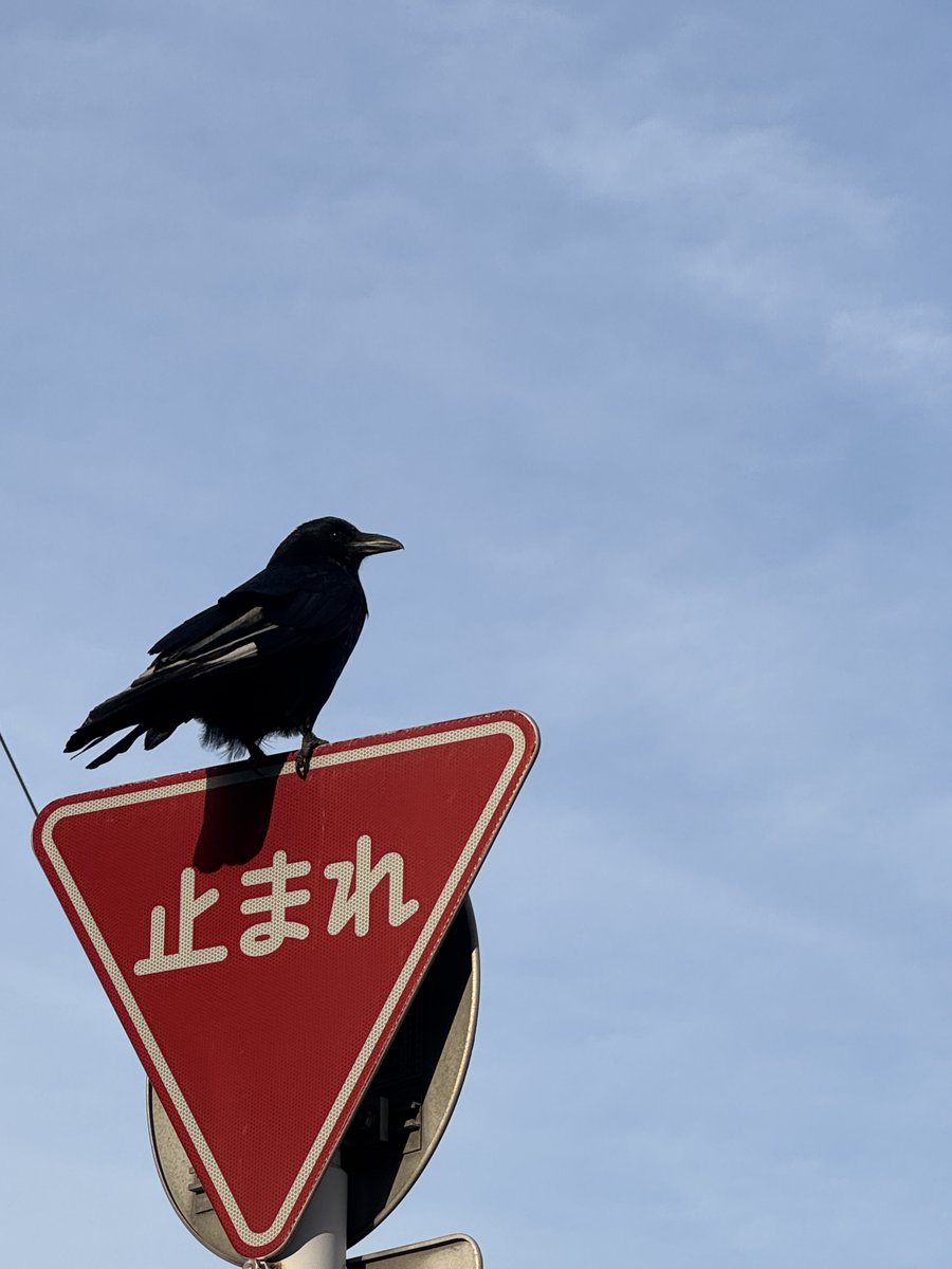 ﾘﾛ氏/LiloSHI tweet media