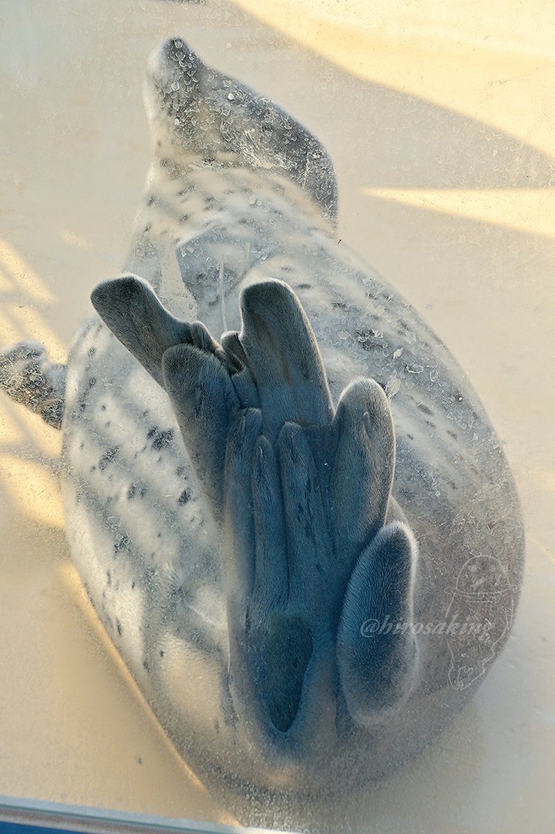 ヒロサキ🦮🦭TAMAコミ@イ07 tweet media