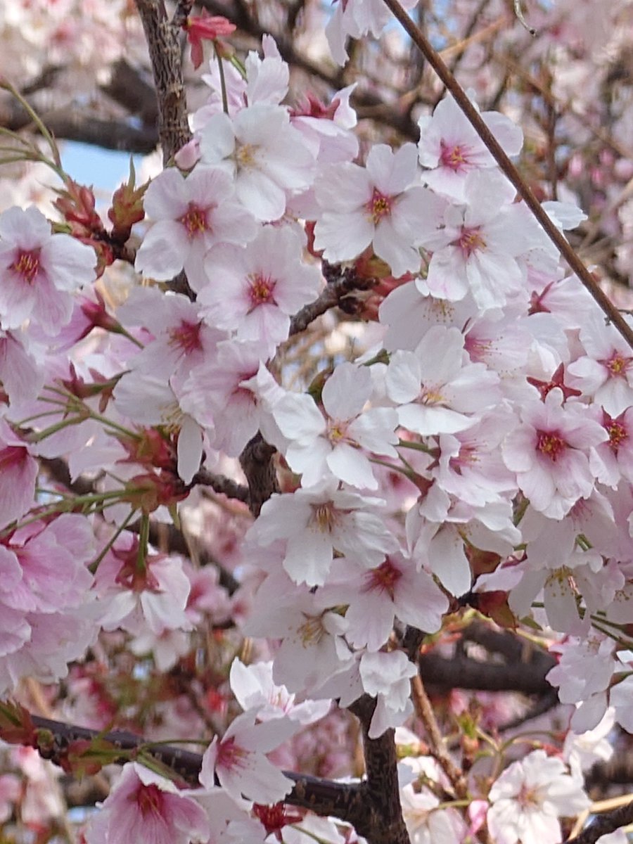 イリス tweet media