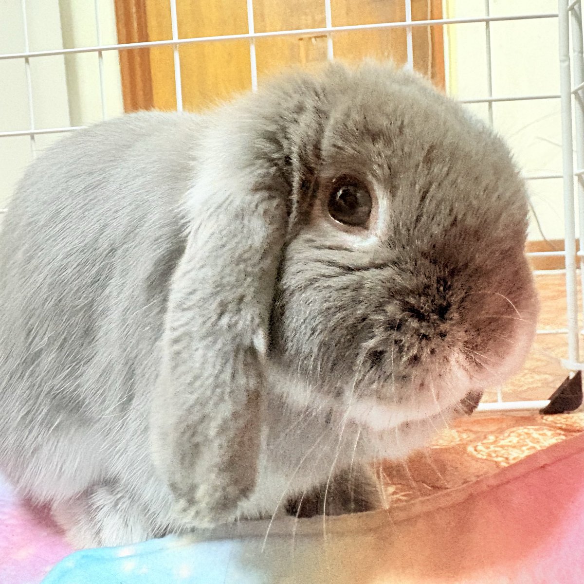 霞with🐰杏💛 tweet media