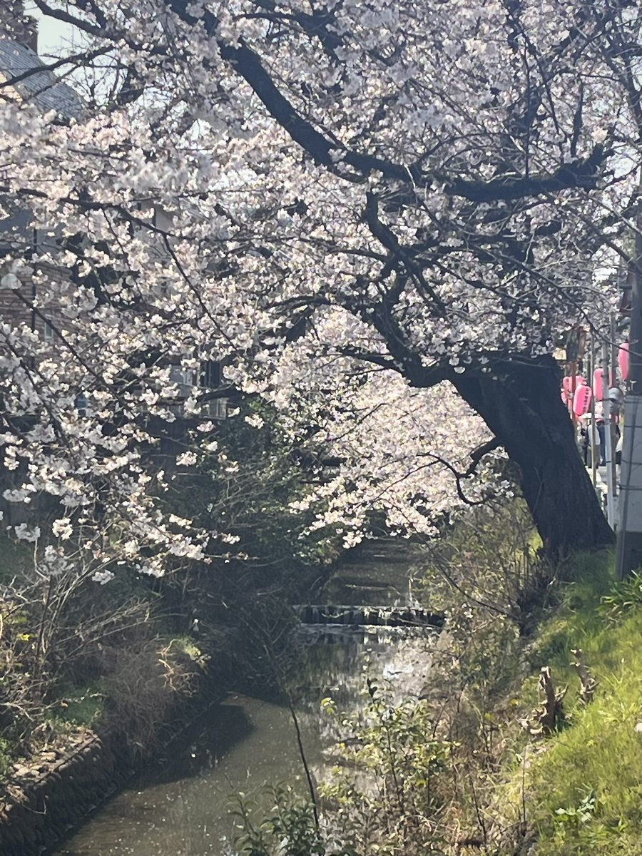 所沢は今日もポカポカ春の陽気ですね
東川の桜も色づいてきました🌸
来週くらいが見頃なのかな。
温泉もアロマトリートメントも
あたたかさが心地良い♨️
春の陽気も、こわばった肩が緩むような
ほっこりした気持ちになりますね☺️
