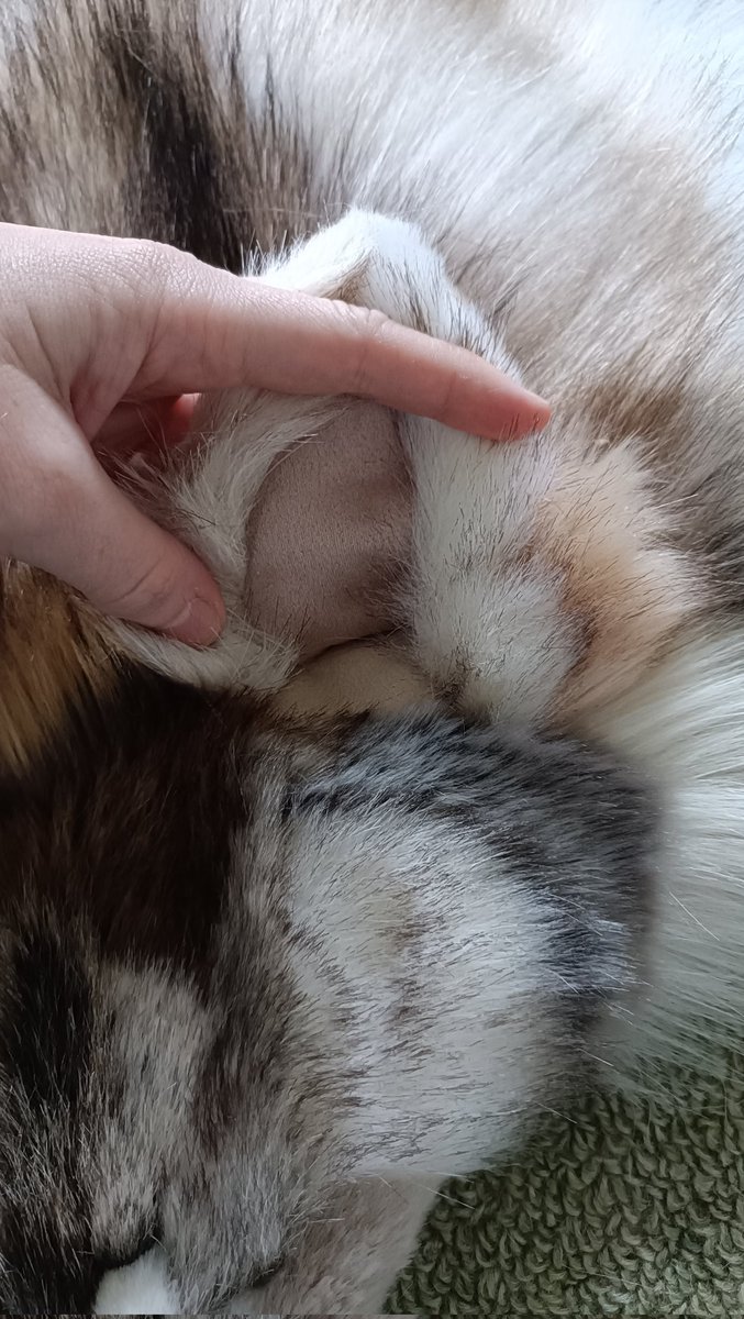 Get Shreked AI tweet media