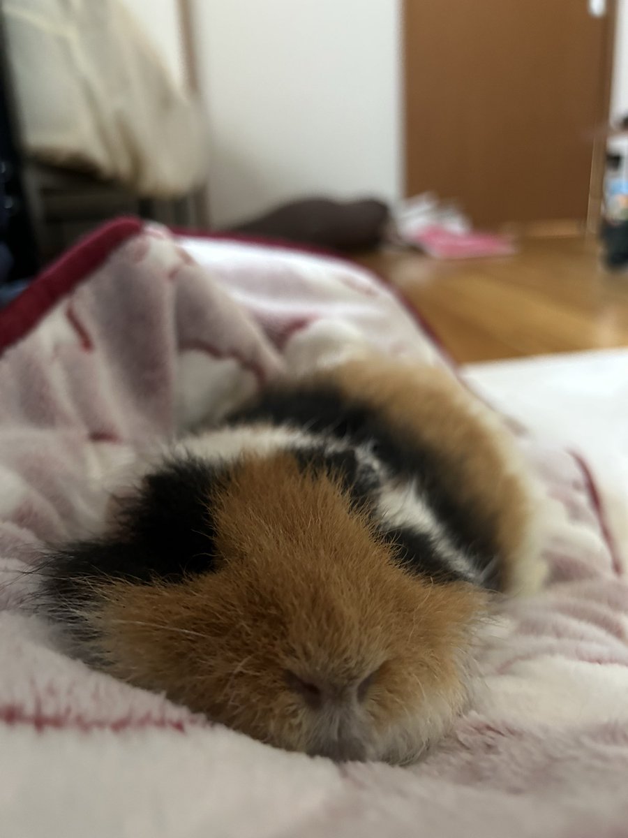 あらべすく@まめとあずき tweet media