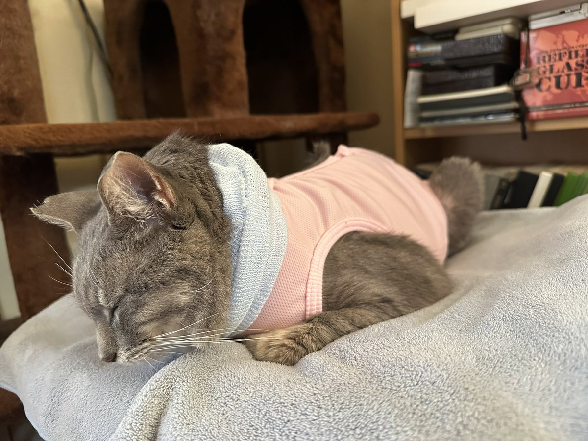 あやめ(氷・Ko-Ri) tweet media