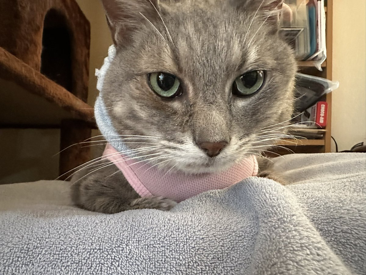 あやめ(氷・Ko-Ri) tweet media