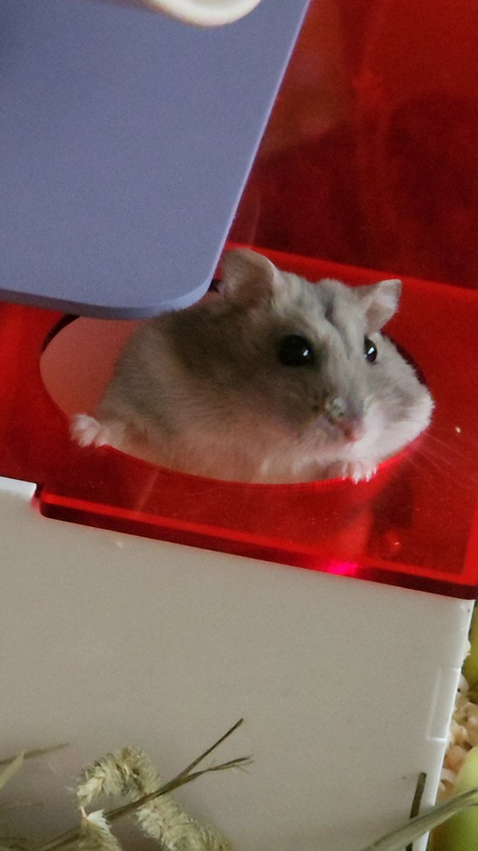 찹쌀떡🐭💓쫀떡🐹💕옹심이🐭🩷 tweet media