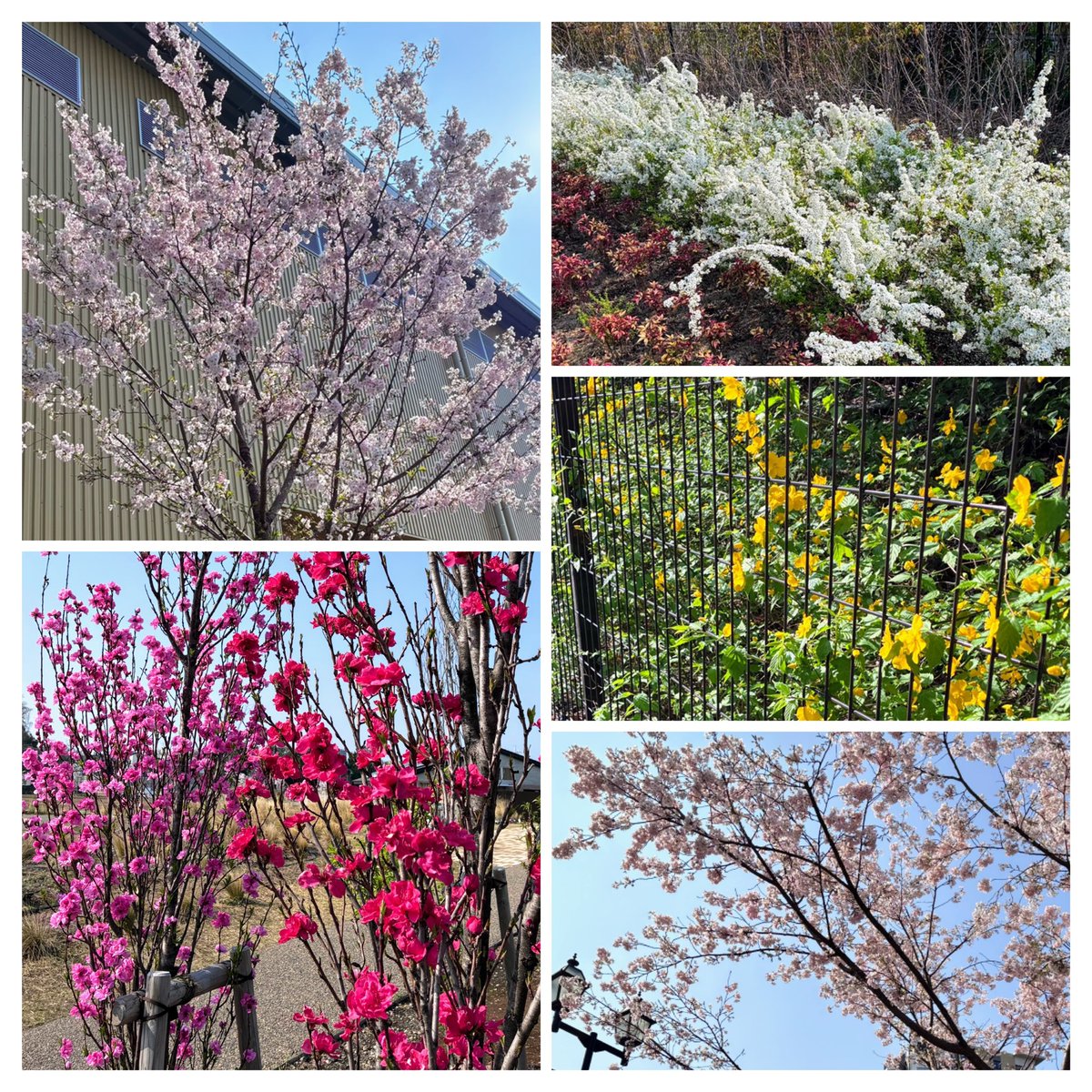 いつの間にか花々が咲き乱れていました
🌸を愛でてなかった
今朝はお散歩したり⛩️お参りしたり

観てくれた友だちと公園でバッタリお会いいて「本当に素敵なシェアハウスチューリップ🌷の皆さんよね❣️」とパワーいただきました

しっかり深呼吸して心を動かせました

千秋楽

取り急ぎ…愛しています